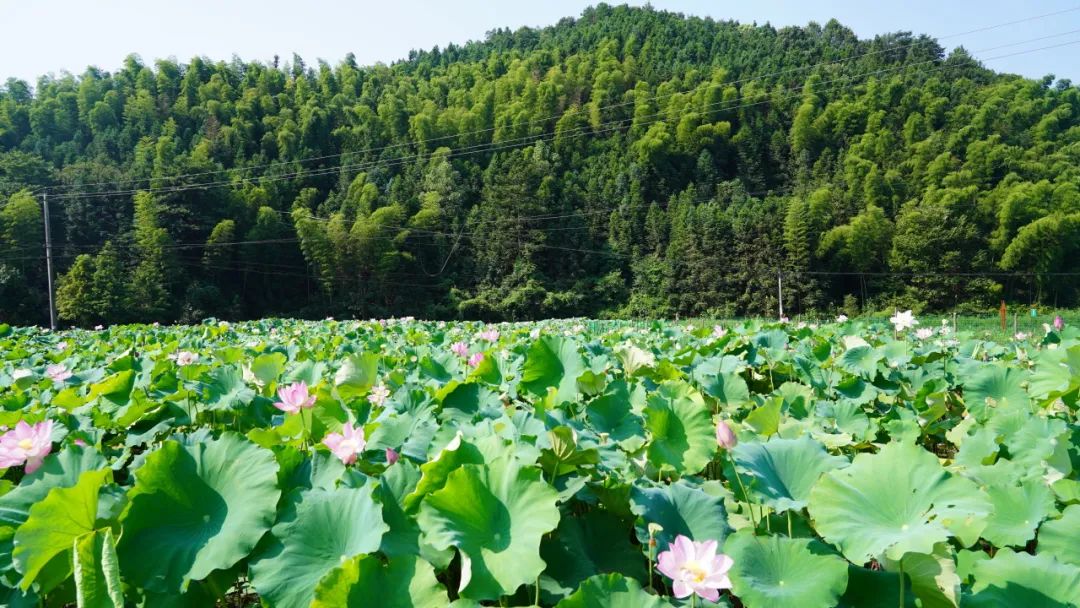 小暑已至！夏日顶流登场，一池荷风，满院莲香，惊艳了整个夏天！
