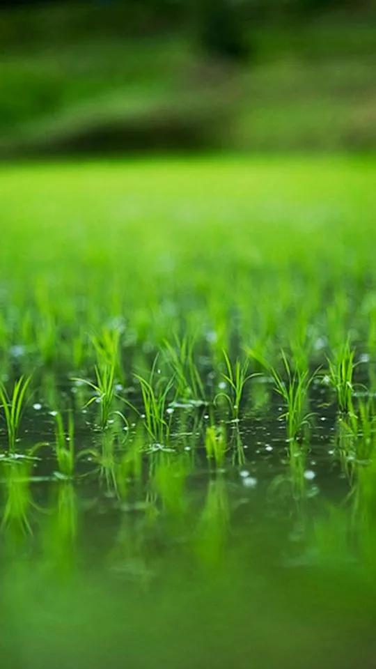 绿草茵茵壁纸,绿草壁纸