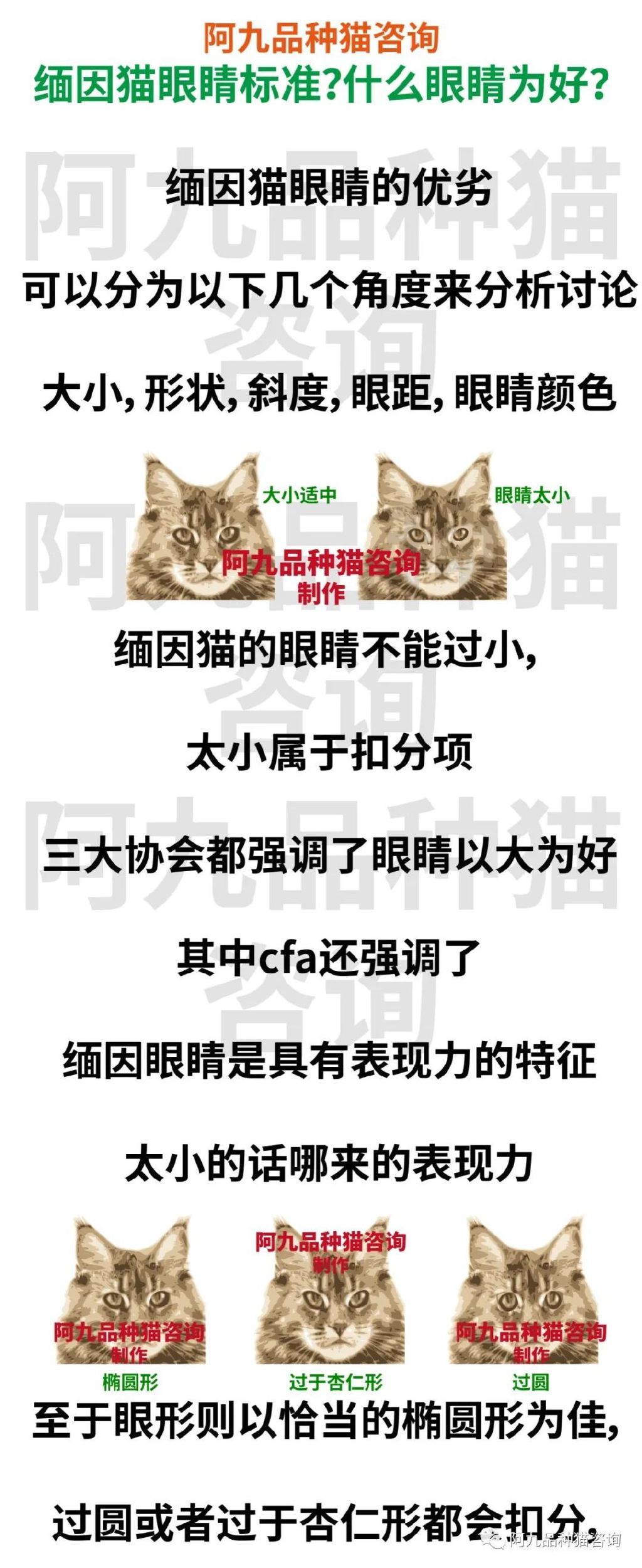 缅因猫品种标准图解，缅因猫怎么分辨好坏，缅因猫怎么分辨颜色