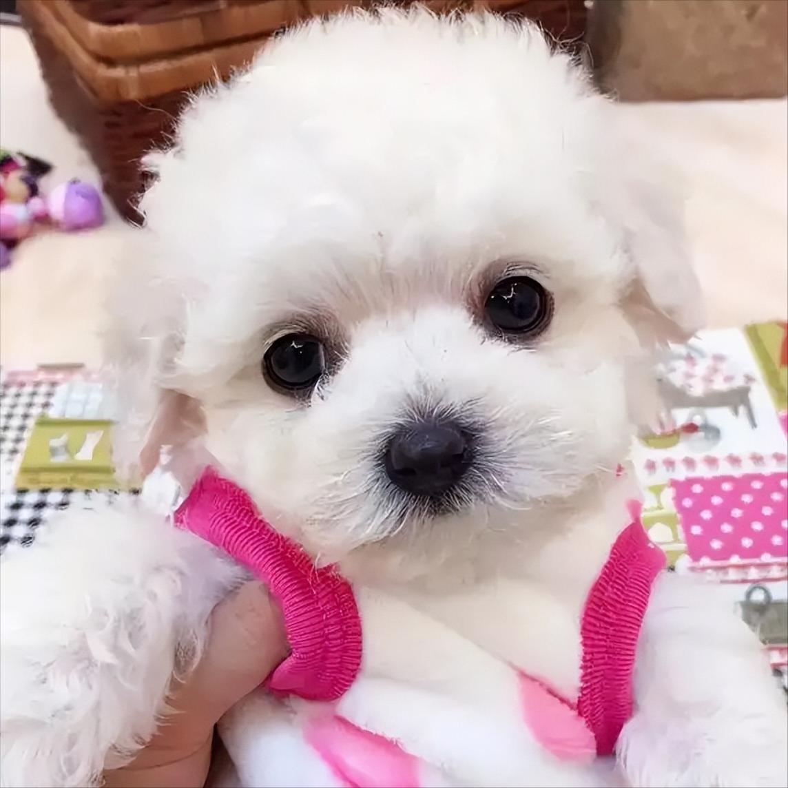 比熊怎么挑狗粮,比熊怎么挑才健康