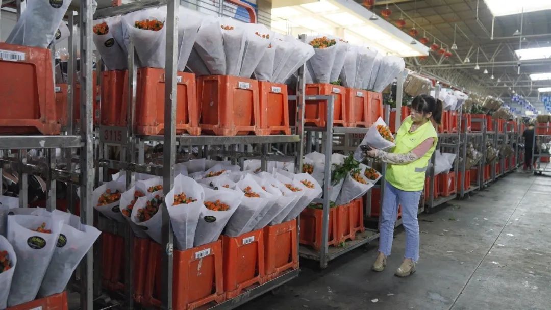 云花大结局云花和谁在一起了,斗南云花