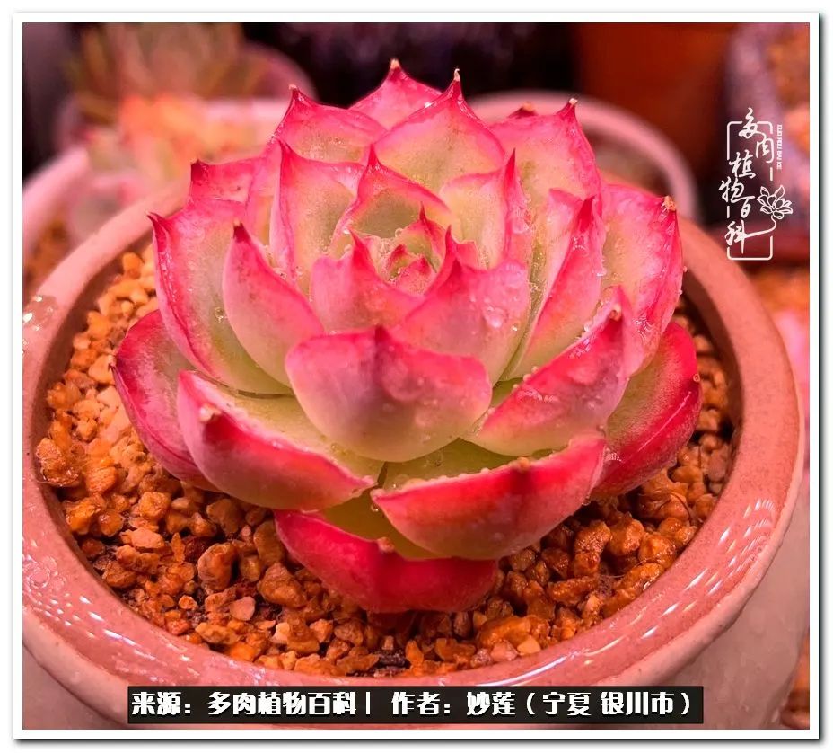 世间繁华三千不如一隅清欢,世间繁华三千不如有一院清欢