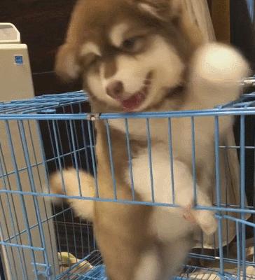 不建议养的10种狗排名,这7种狗公认无攻击性很适合家养