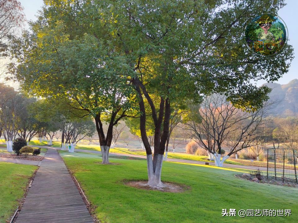 疏林草地的作用,疏林草地效果图