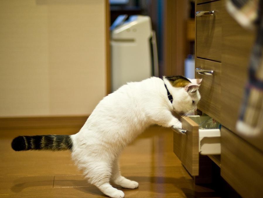 当猫咪过上人一样的生活,当猫和人一样生活