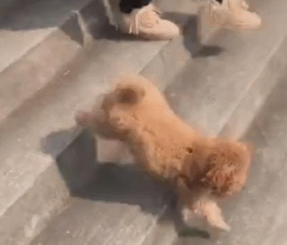 成年泰迪犬怎么训练大小便,泰迪犬怎样训练大小便的方法视频