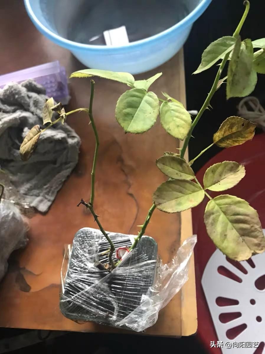 卖月季靠谱的网店,买月季花在抖音哪家买比较好