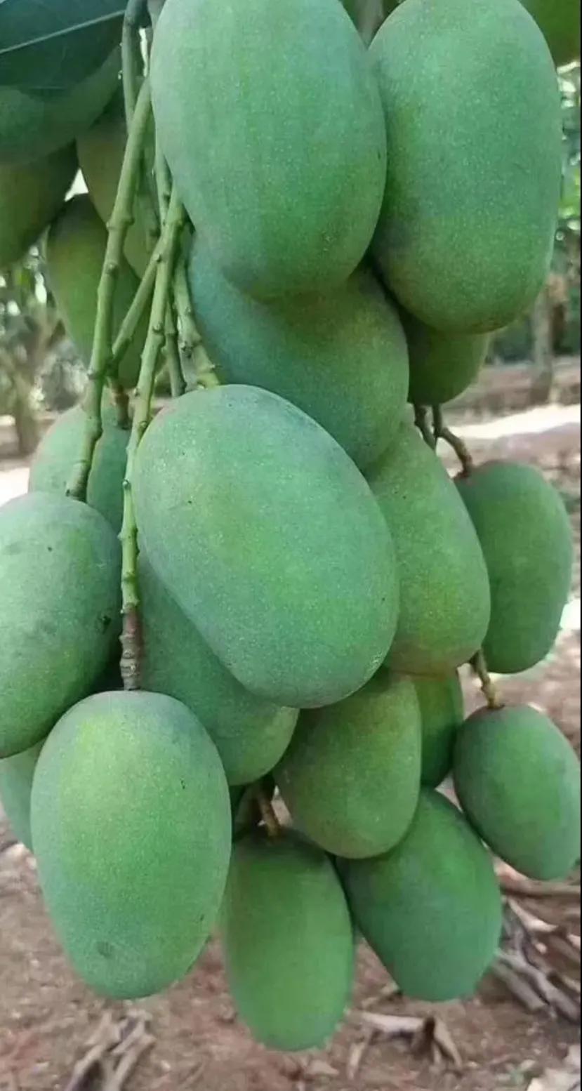 广东湛江一年四季水果名单,湛江特色水果介绍