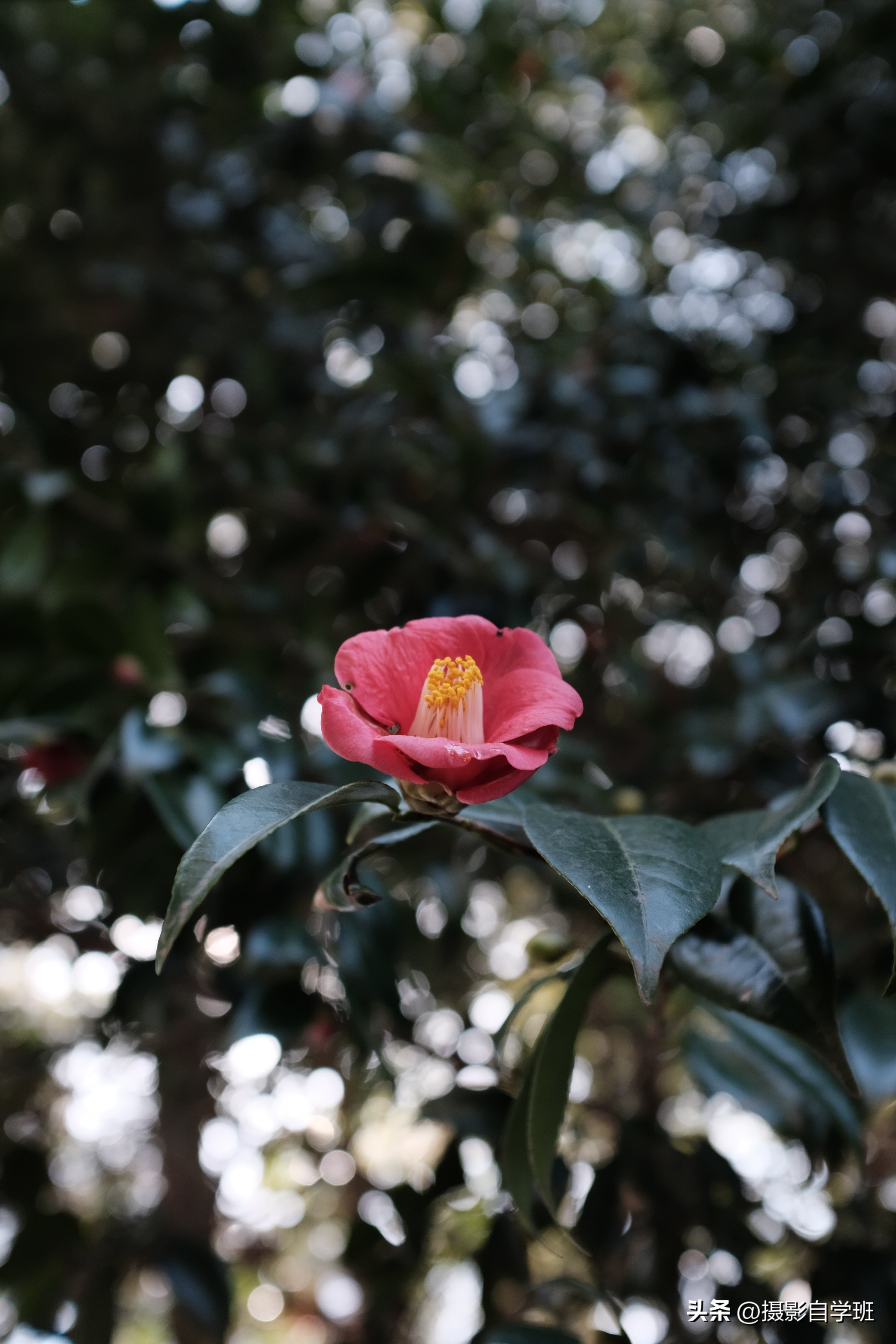 手机摄影教程花卉拍照方法,手机拍摄花卉教你4个拍摄角度