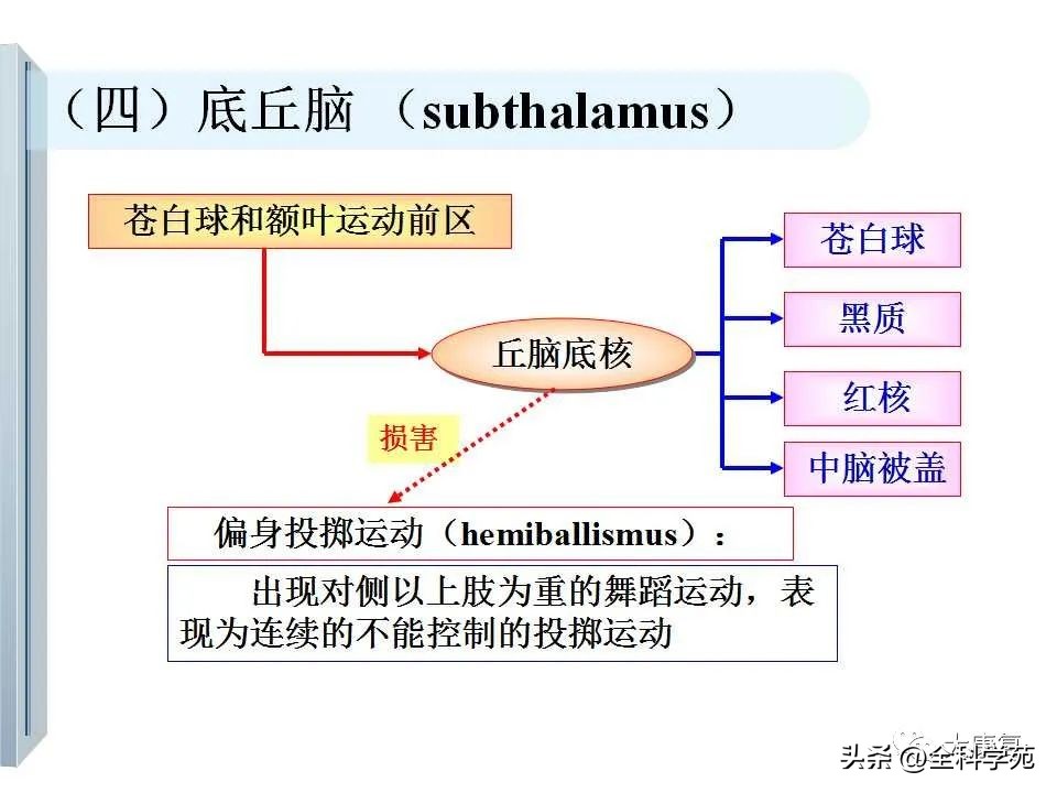 神经系统的影像与解剖定位,最全神经解剖图