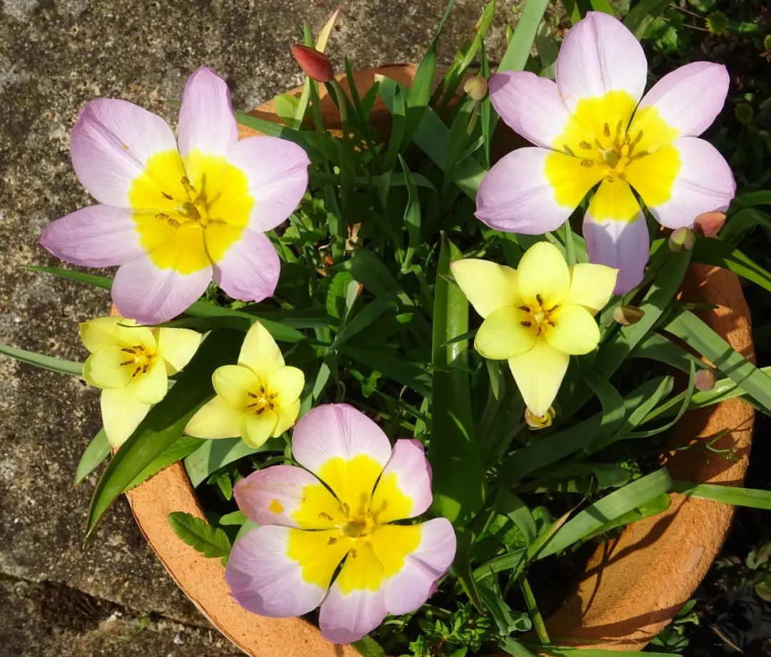 盆栽郁金香能反复开花吗,盆栽郁金香很难做到年年开花