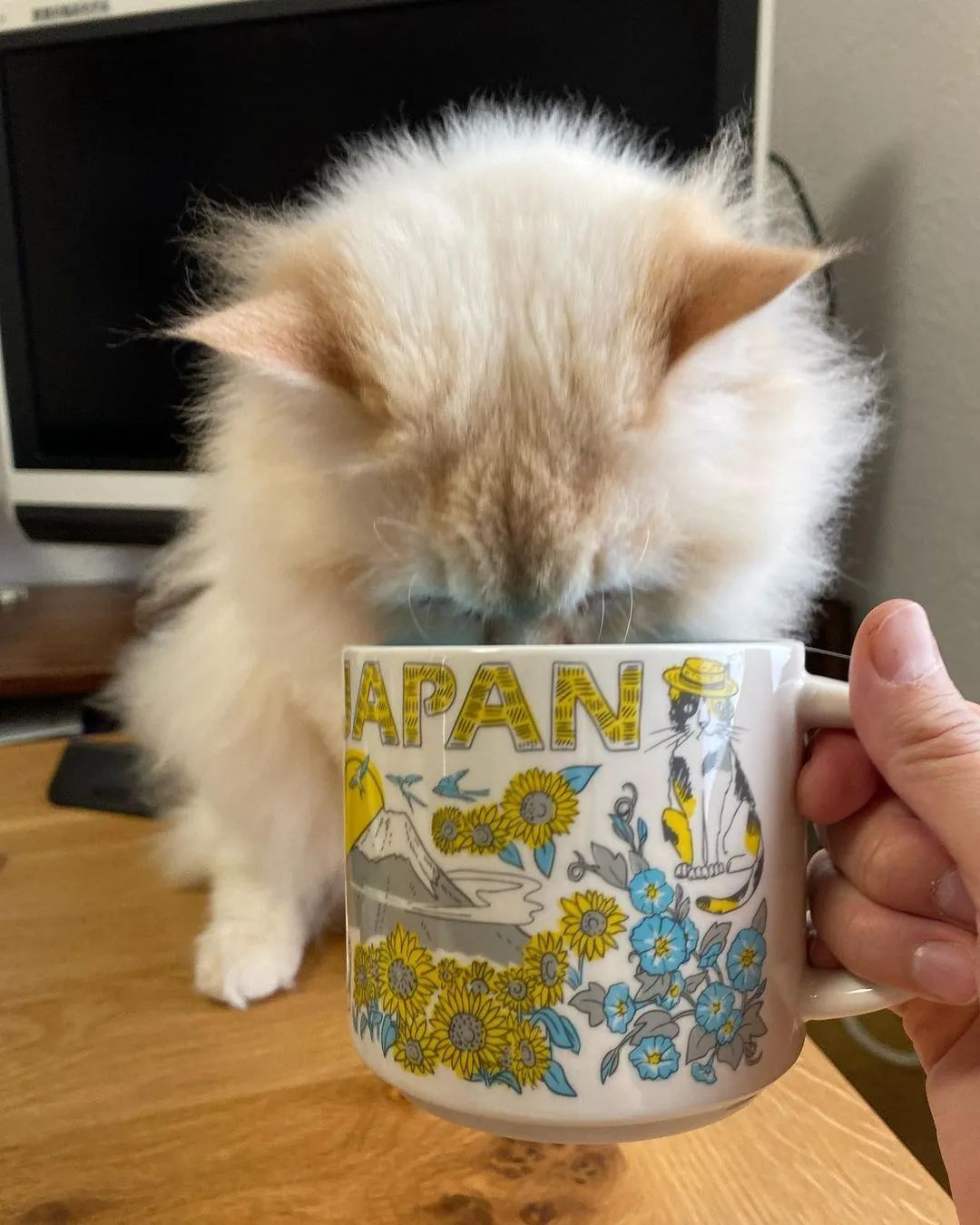 星巴克夏天新品,星巴克春季新品第二波