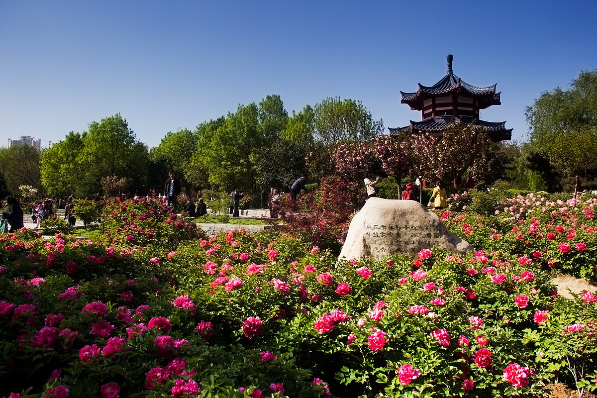 爱上一座城需要理由吗？欧阳修对洛阳的爱，蕴藏在一朵朵牡丹花中