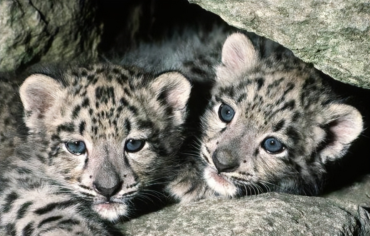 云南农村小伙捡到一只小猫,小伙捡到一只活体小猫