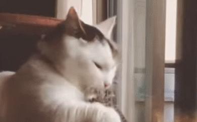 猫咪吃饭的十大怪癖 (猫咪的七大怪癖喵了个咪)