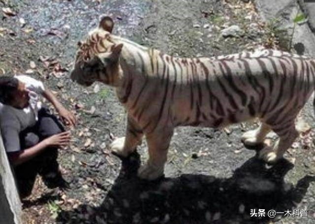 原地不动抗毒技巧,原地奔跑跳不了怎么办