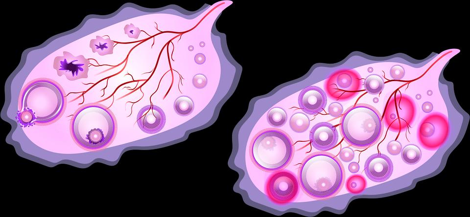 妇科支原体检查最佳时间,妇科内分泌六项检查的最佳时间