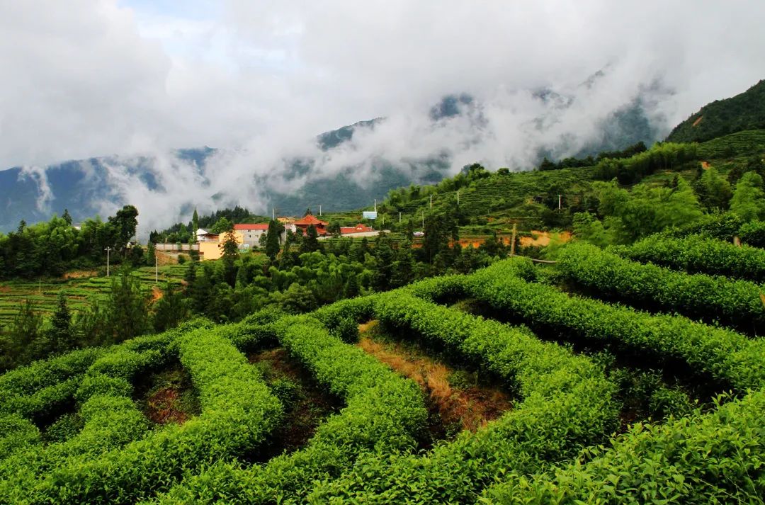 中国茶申遗成功吗,中国茶申遗成功44项名单