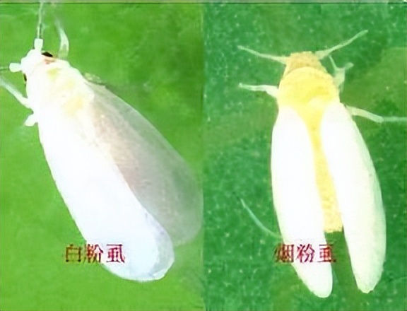 杀虫效果持久的农药,杀虫好的药物