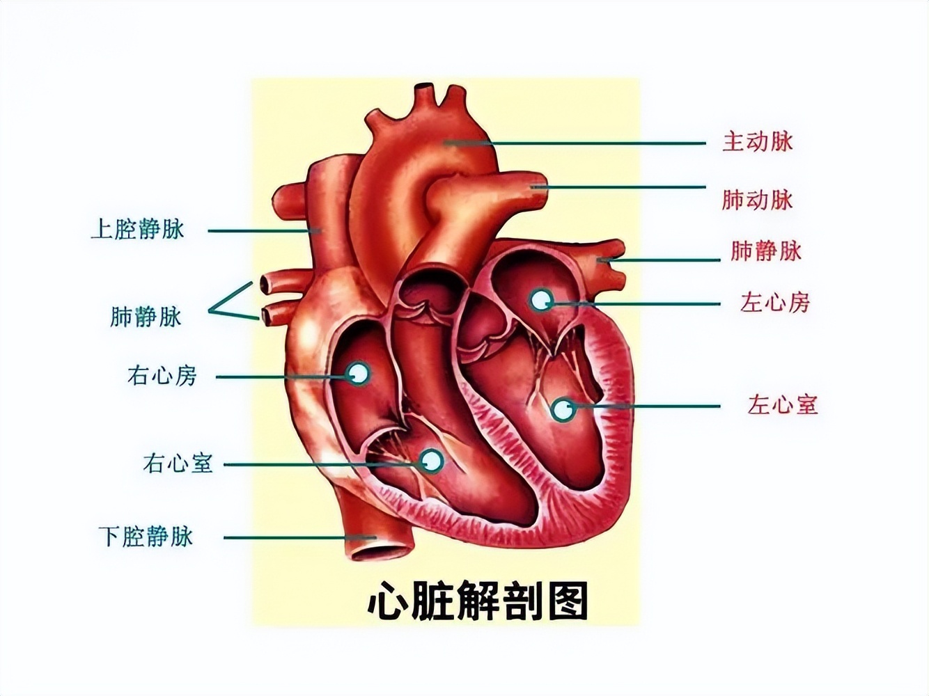 心脏发育畸形,九岁男孩经历四次心脏手术