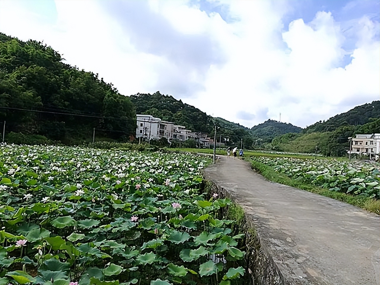 黄皮果树种两年不结果,黄皮苗没嫁接能结果吗