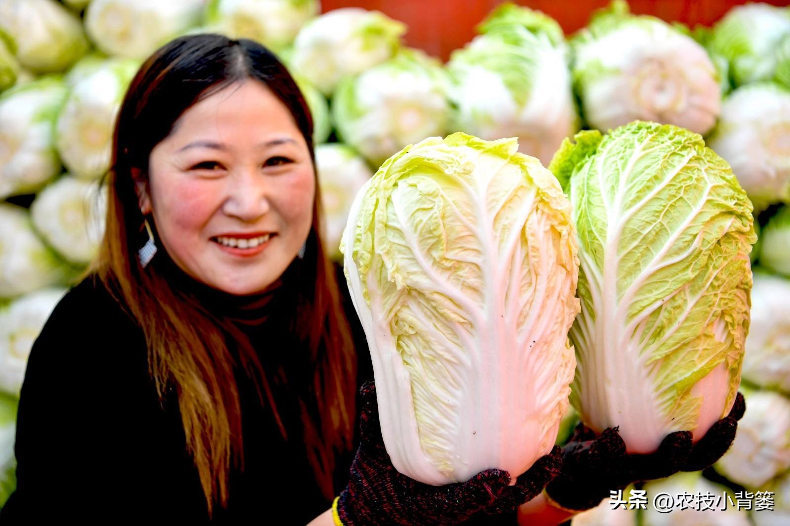 怎么种大白菜才高产,怎么种大白菜高产