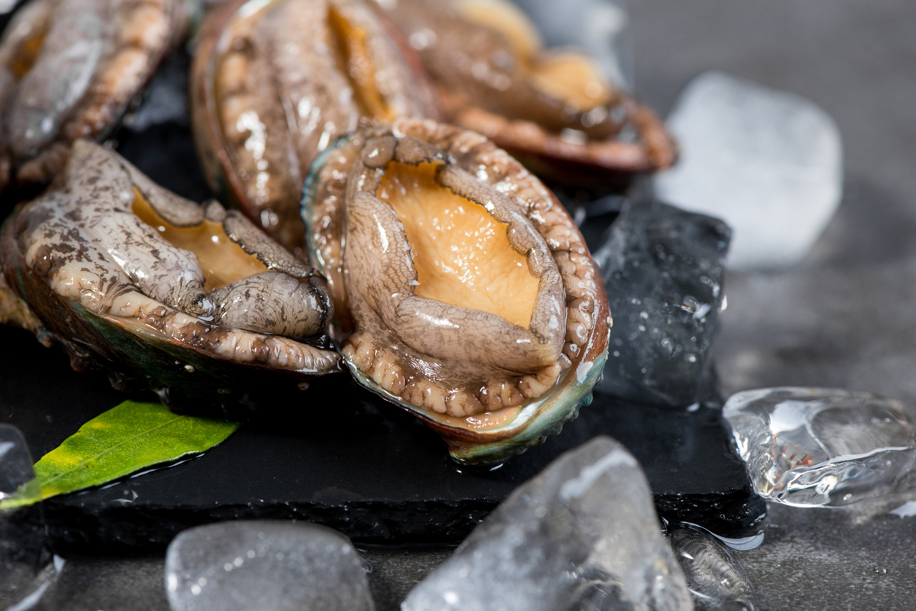 随园食单全壳甲鱼,随园食单煨鲜菱