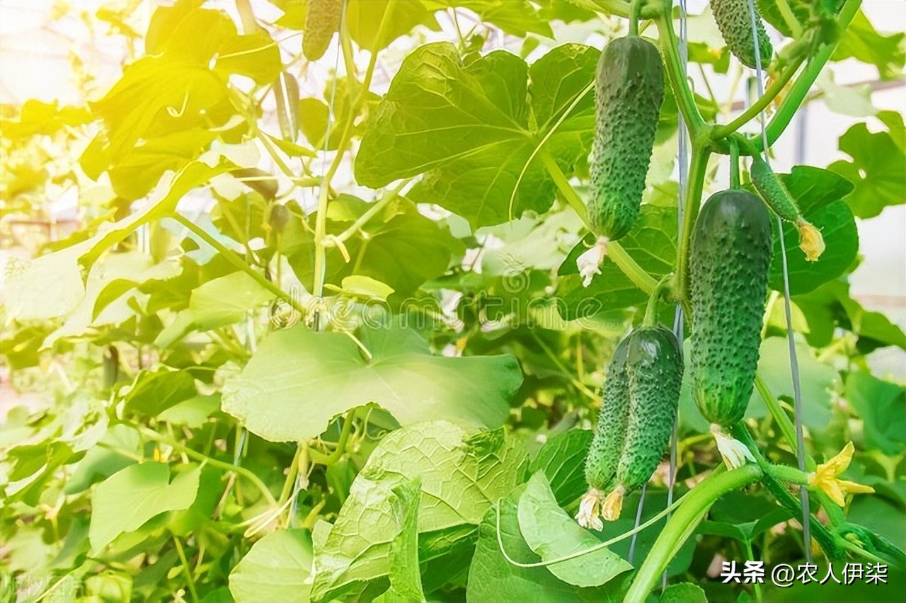 小苏打加白醋对蔬菜防病害有用吗,小苏打能防病虫害吗