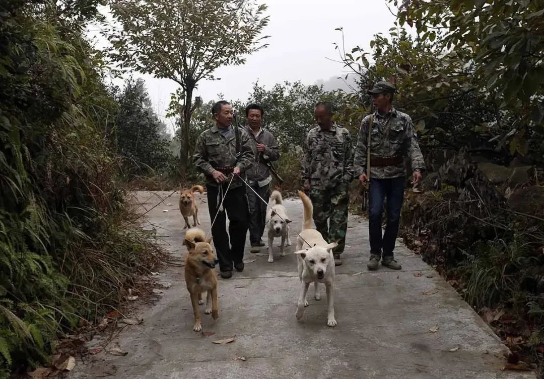 因为嘴馋！一男子自制猎套捕杀野猪被抓，为啥不准食用野猪肉？