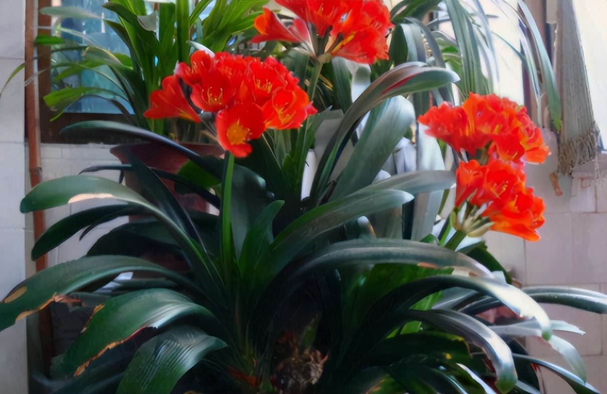 旧筷子可别当垃圾扔了,养花小技巧旧筷子再利用