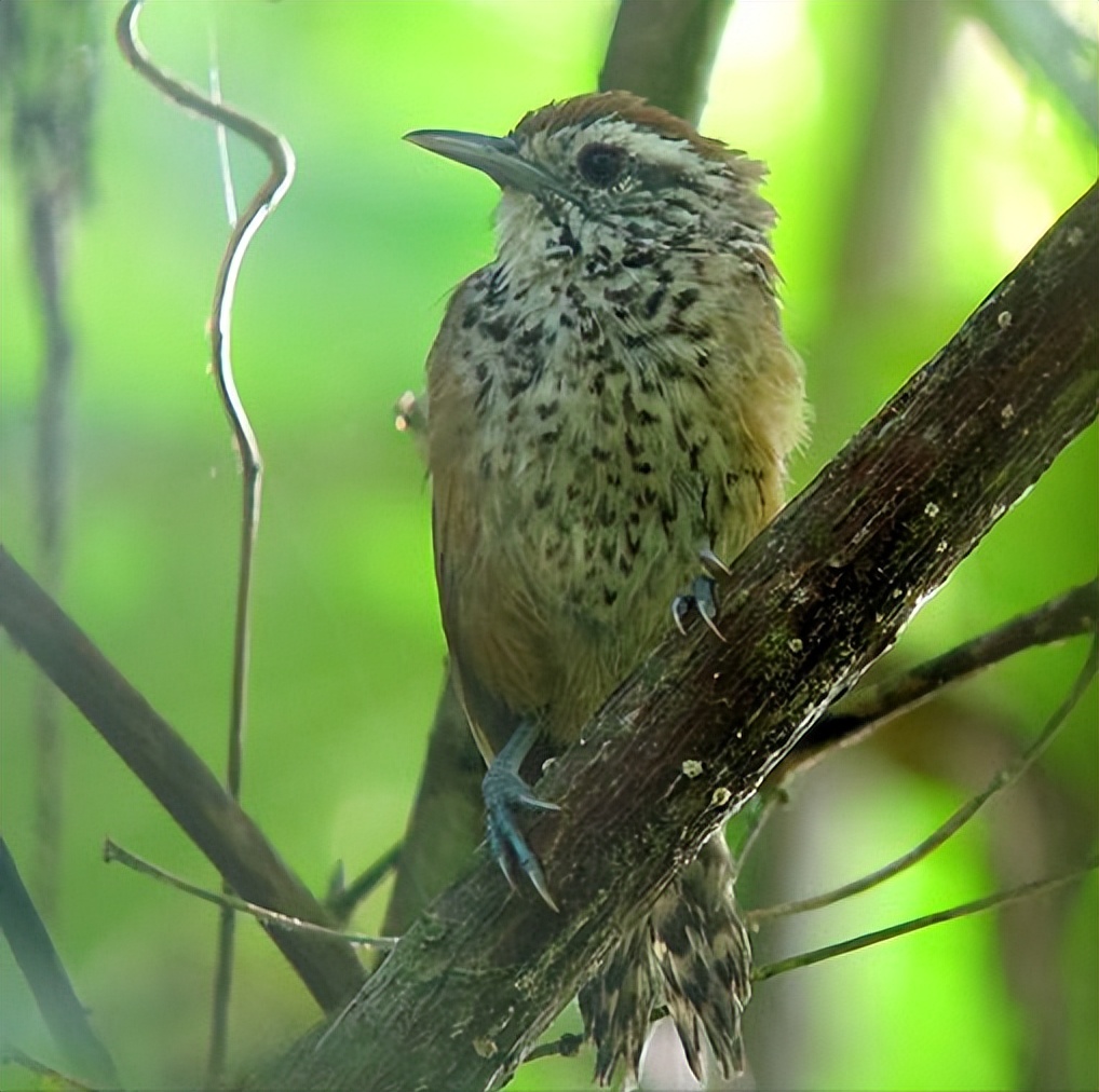 鸟儿大全高清图,高清珍稀鸟动态图片大全