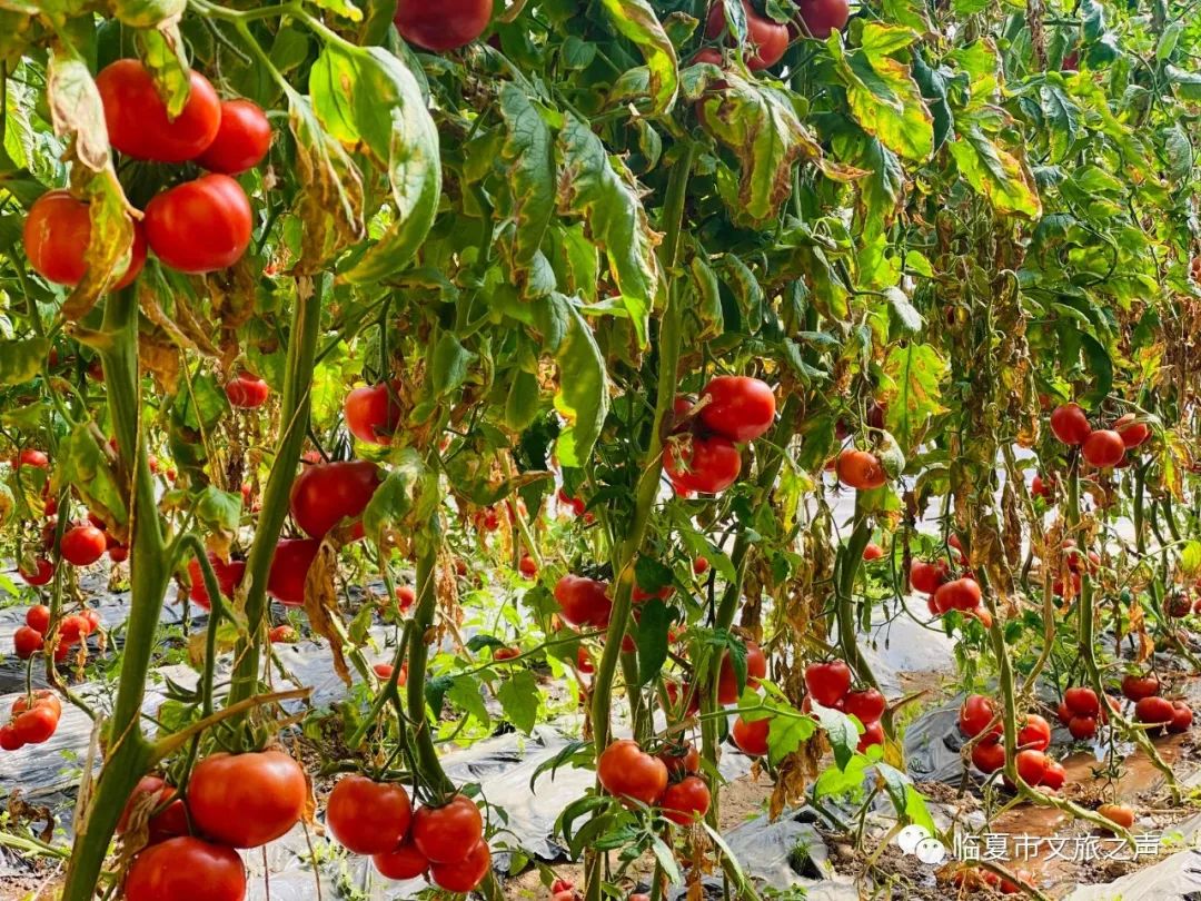 提到贵州你的第一印象是什么,提到甘肃的第一印象是什么