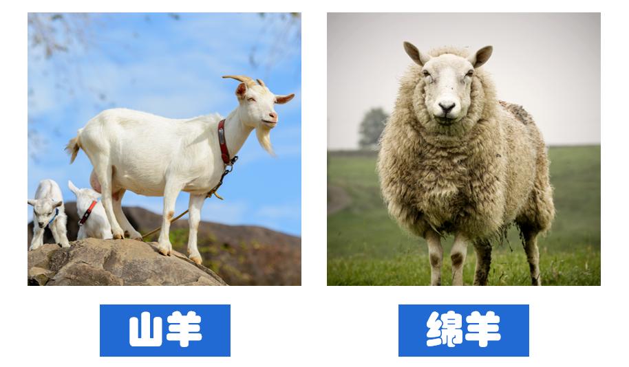 洗衣机羊毛黑标和羊毛绿标的区别,获得羊毛绿标认证的洗衣机品牌