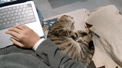 找到那只猫 (睡不着的坏猫)