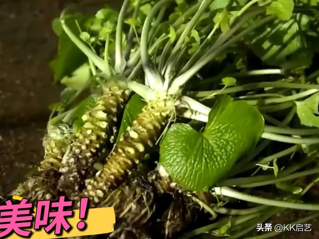 芥末膏是什么东西做的,芥末膏是什么制作的