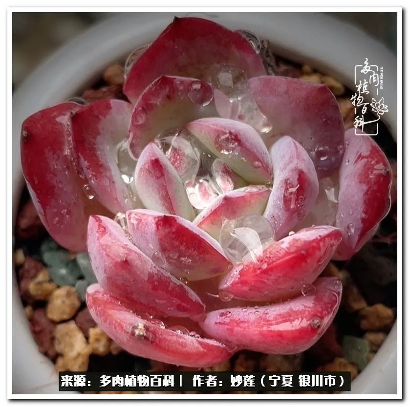 世间繁华三千不如一隅清欢,世间繁华三千不如有一院清欢