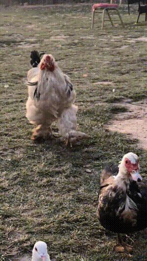 35张悲惨动物照：悲惨小象被捕兽夹弄断鼻子，章鱼被塞进西瓜做菜