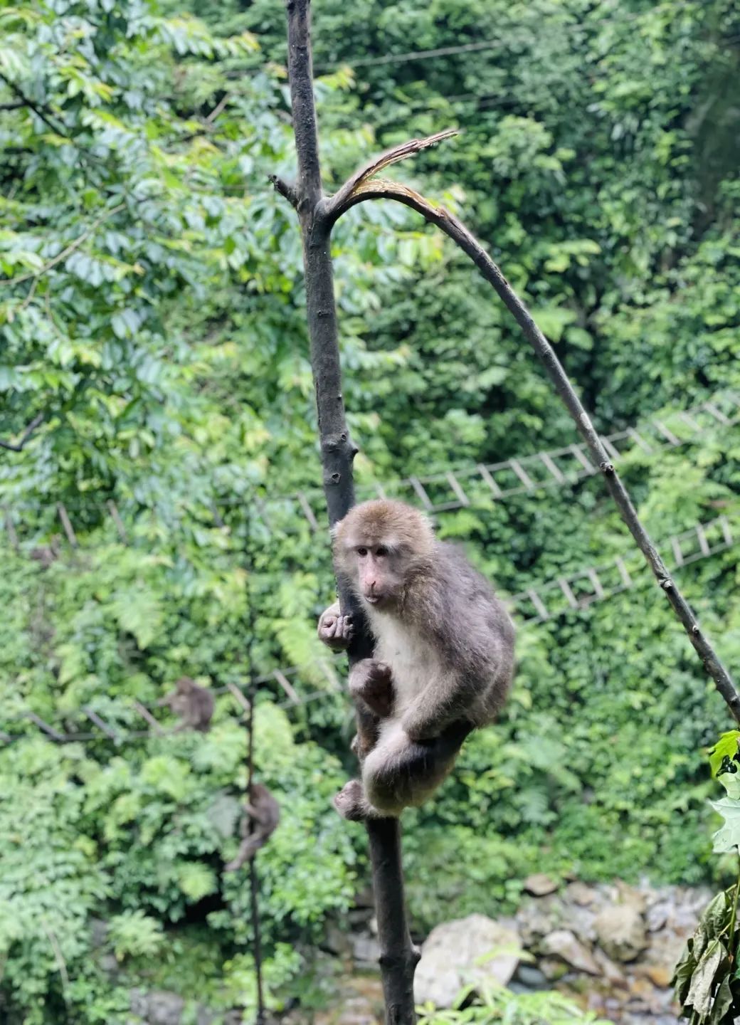 峨眉山一日徒步攻略,峨眉山徒步3天2夜攻略上下山