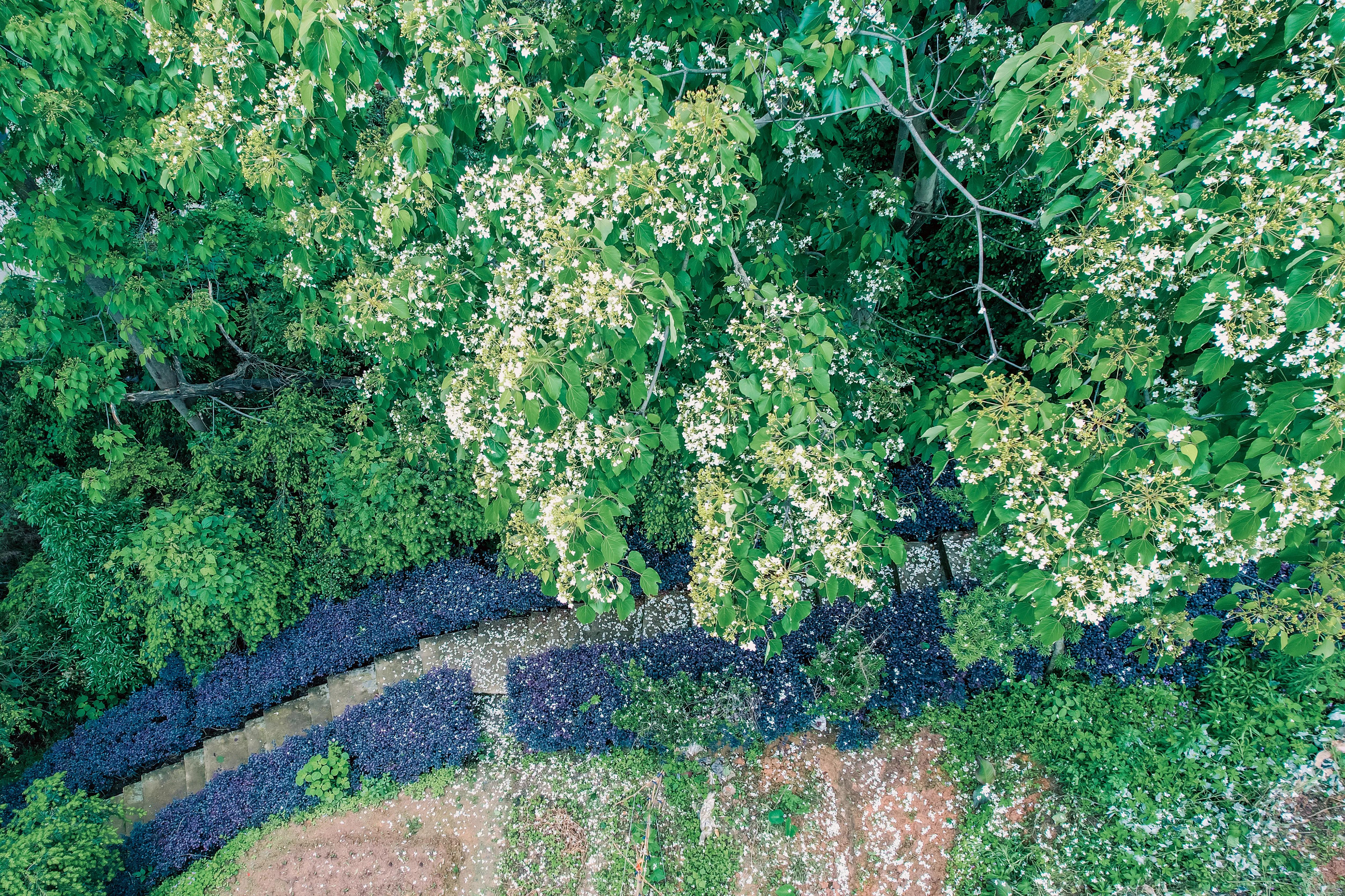 拍完这一波花开，这春天就结束了。