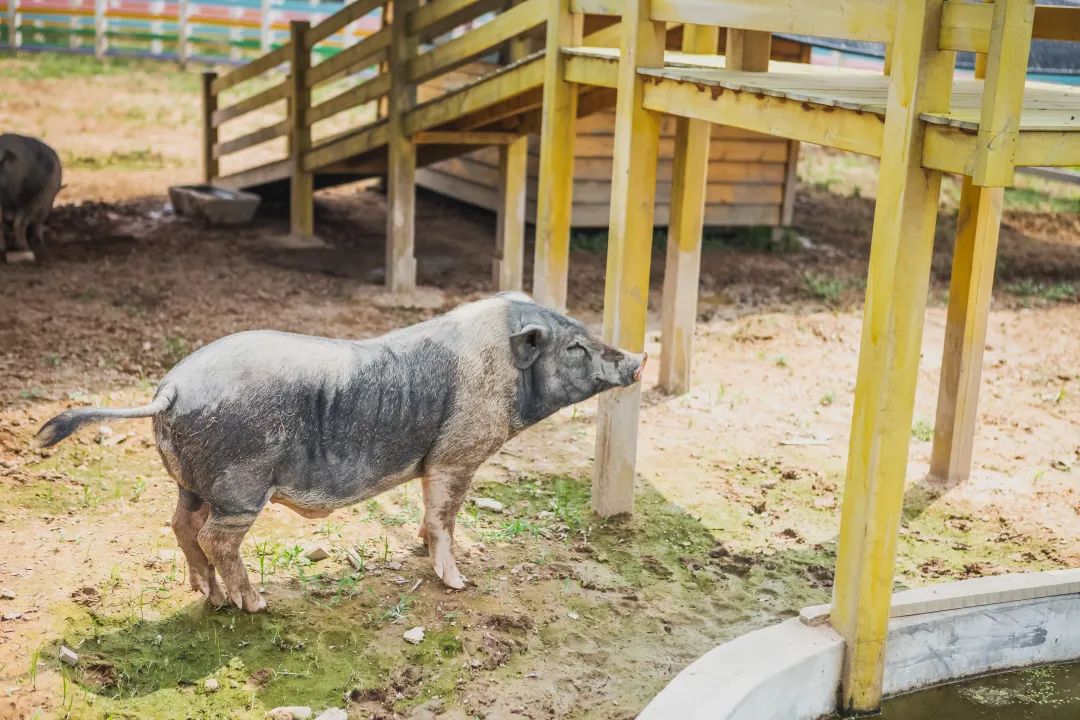 稻梦空间乡村生态观光园,稻梦空间采摘园