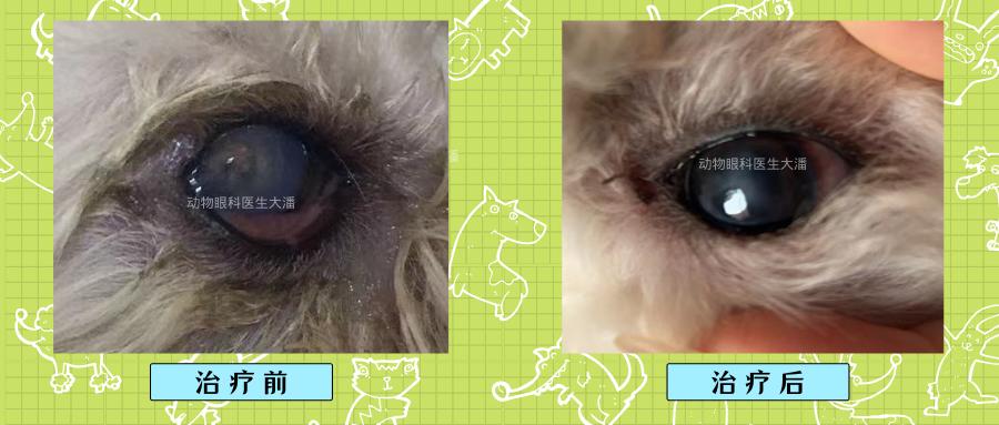 犬角膜溃疡哪款滴眼液比较好,犬角膜溃疡穿孔怎样治疗