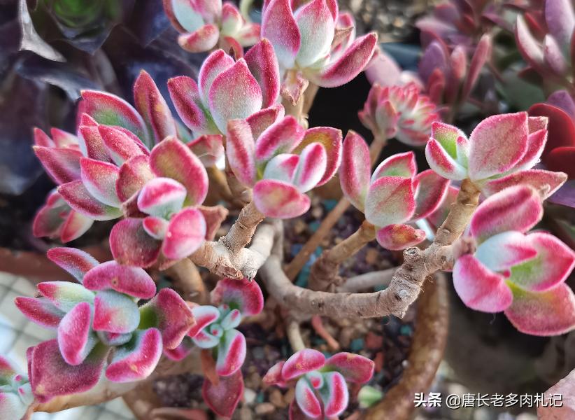 多肉老桩换盆可以不修根吗,多肉老桩换盆时要不要修根