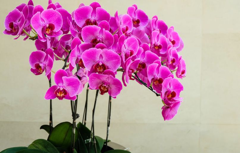 什么花便宜好养寓意好,春节哪种花最便宜最好看