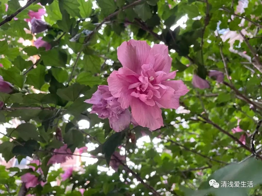 耐高温耐寒的一年四季开花的花卉,耐高温开花多的花卉