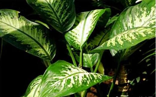 对房屋危害最大的植物,小区树木存在安全隐患