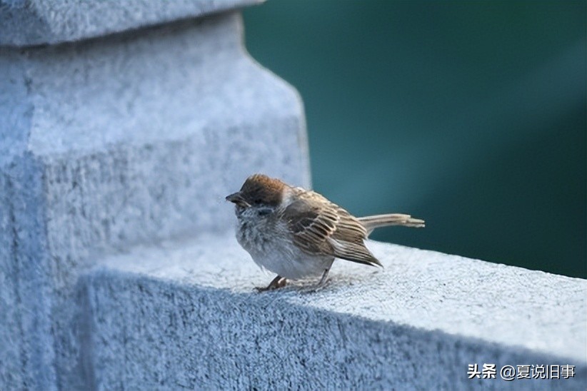 121.抓鸟养鸟（1）：概况杂说