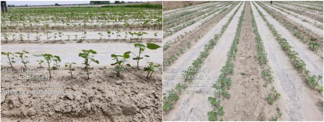 【调研】新年度*疆新**棉花种植情况如何？