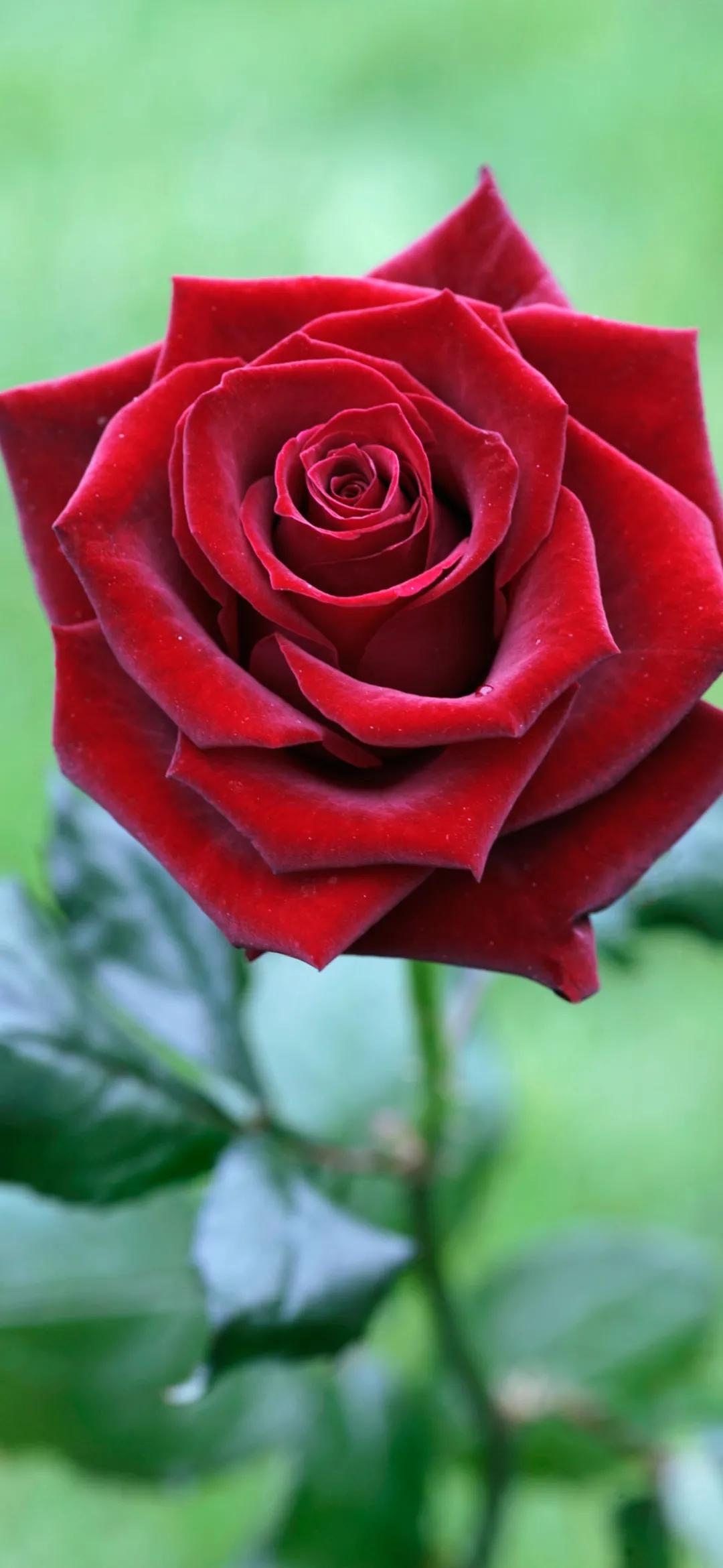 520浪漫玫瑰花壁纸,红玫瑰花壁纸大图