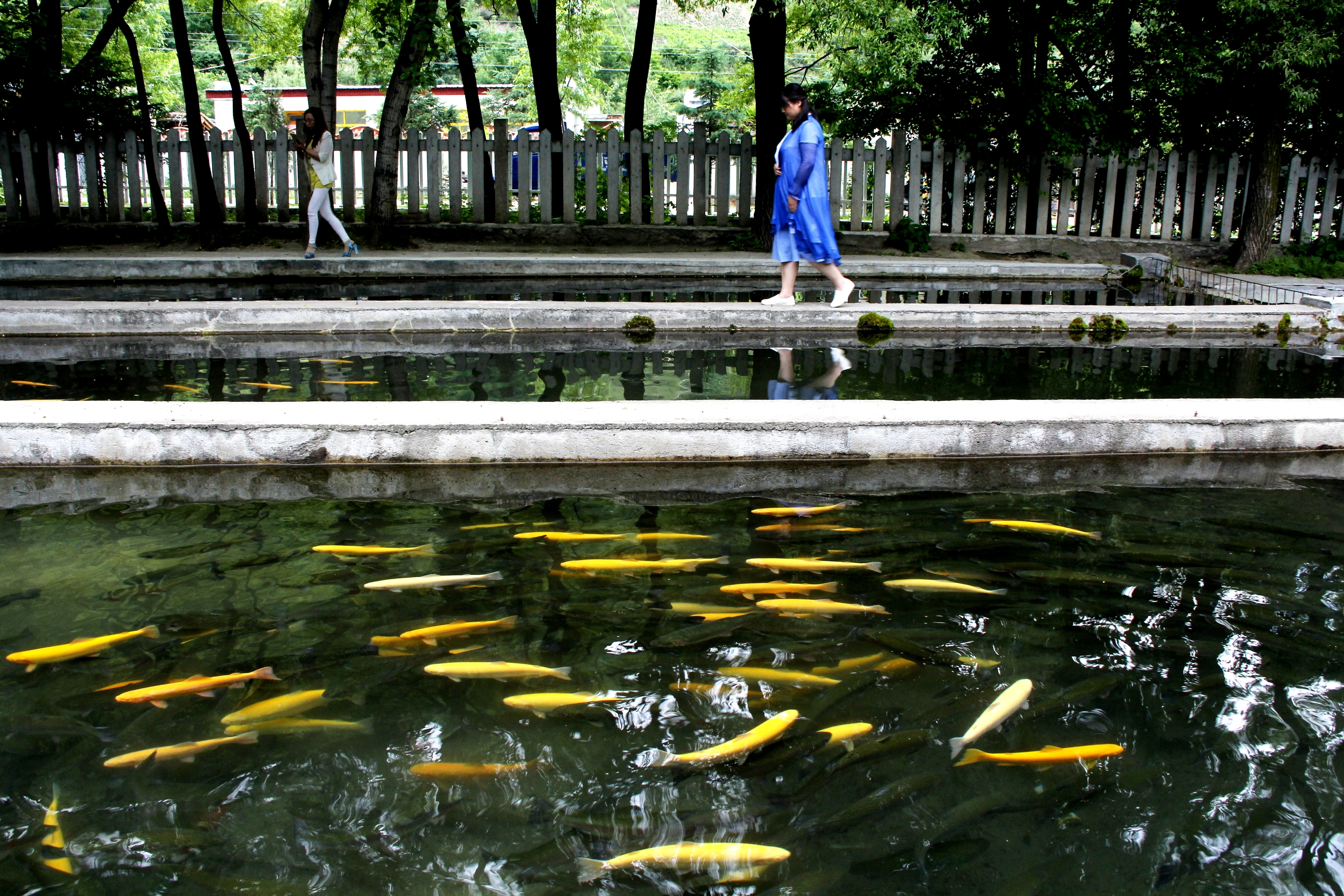 天然氧吧养生避暑,天然氧吧休闲养生的好地方