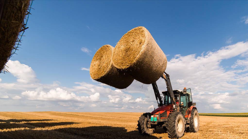 农村种植什么赚钱不愁销路,农村地摊不愁销路的生意